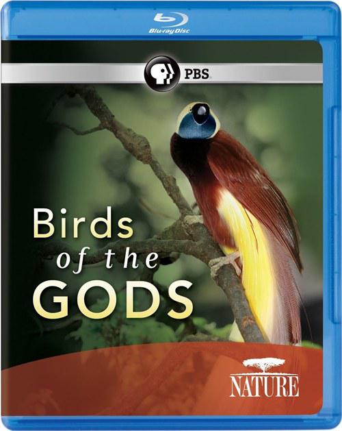 天堂鸟 Nature: Birds of the Gods (2011)