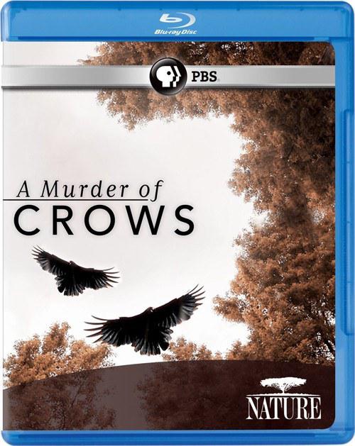 乌鸦 Nature: A Murder of Crows (2010)