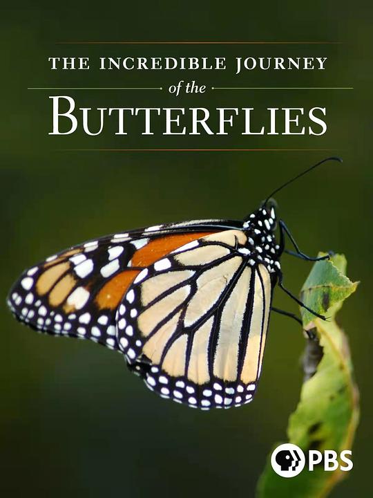 蝴蝶的神奇之旅 The Incredible Journey of the Butterflies (2009)