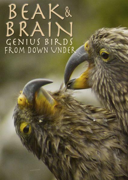 喙与脑：使用工具的鸟类 Beak and Brain: Genius Birds from Down Under (2013)