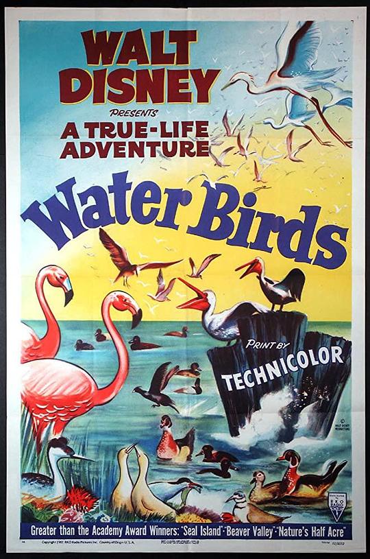 水鸟 Water Birds (1952)