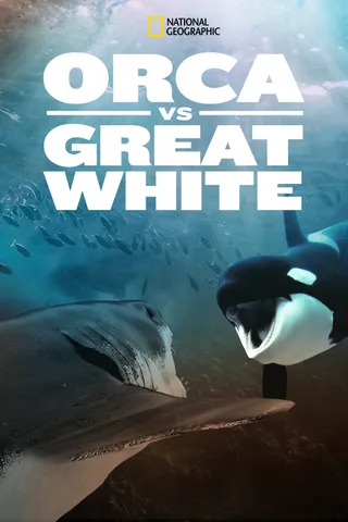 虎鲸对上大白鲨 Orca vs. Great White (2021)