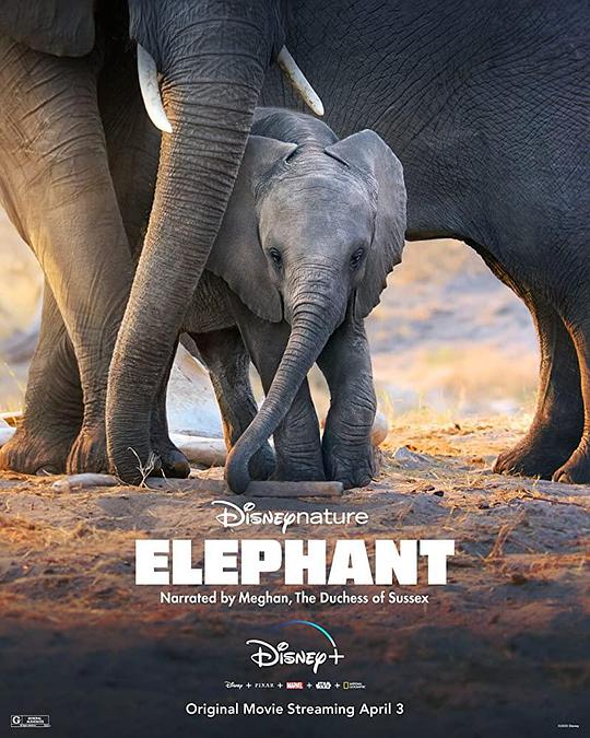 大象 Elephant (2020)