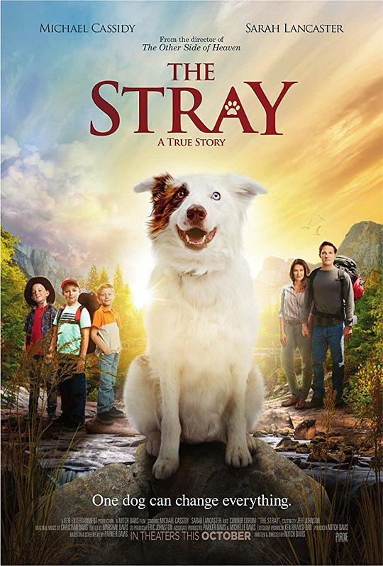 流浪狗 The Stray (2017)