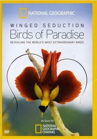 比翼诱惑：天堂之鸟 Winged Seduction: Birds of Paradise (2012)