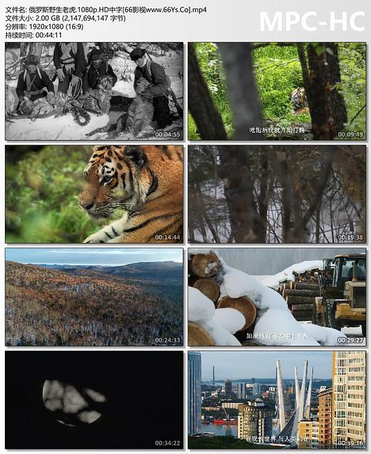 俄罗斯野生老虎 Russia's Wild Tiger (2022)