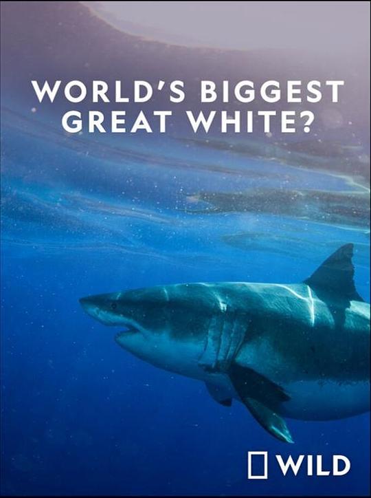 世界最大的公牛鲨 World's Biggest Great White Shark (2019)