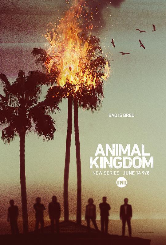 野兽家族 第一季 Animal Kingdom Season 1 (2016)