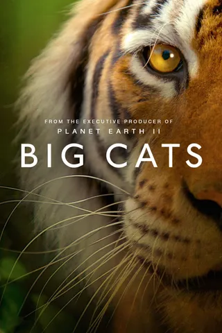 大猫 Big Cats (2018)