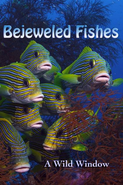 Wild Window: Bejeweled Fishes  (2016)