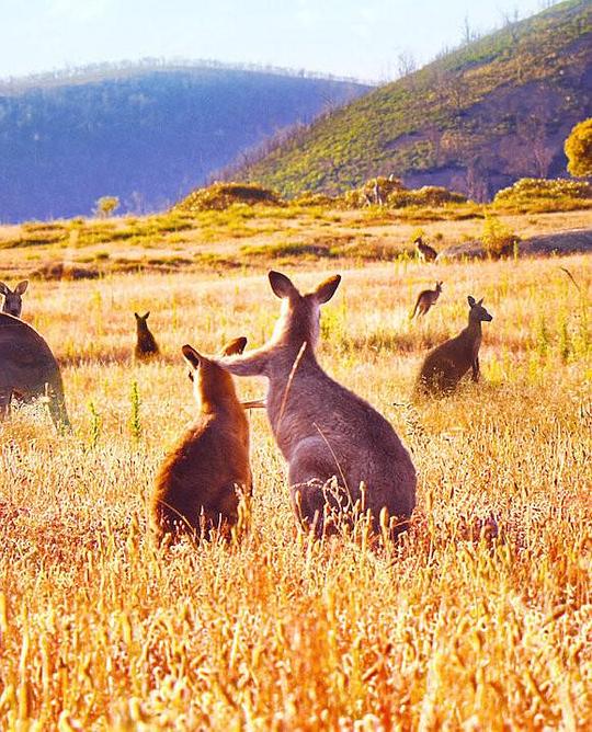 袋鼠谷 Kangaroo Valley (2022)