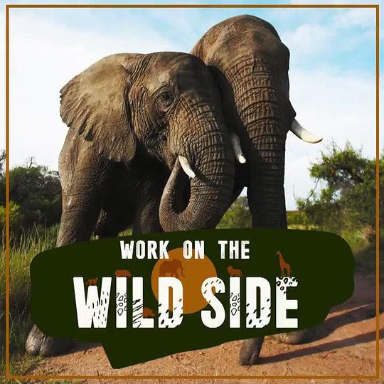 野生大营救 第一季 Work on the Wild Side Season 1 (2020)