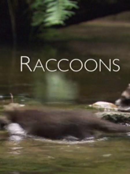 浣熊 Raccoons (2013)