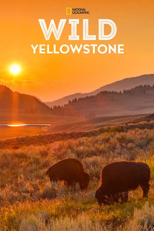 野性黄石公园 Wild Yellowstone (2015)
