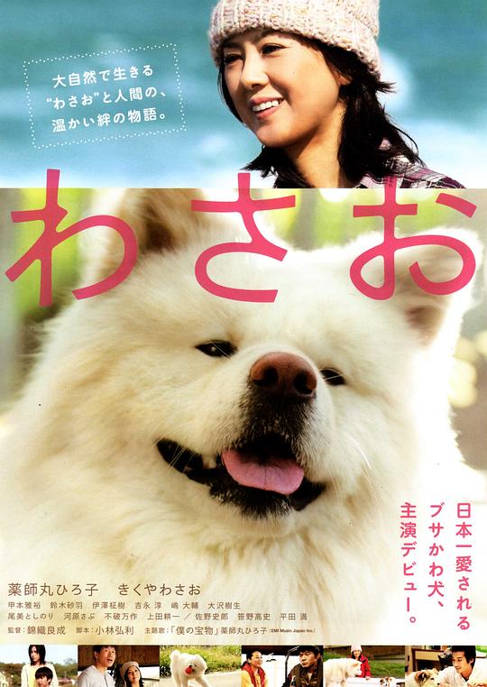 秋田犬蓬夫 わさお (2011)