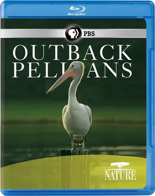 内地鹈鹕 Nature: Outback Pelicans (2011)