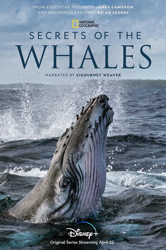 鲸的秘密 Secrets of the Whales (2021)