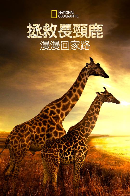 营救长颈鹿之漫漫归途 Saving Giraffes: The Long Journey Home (2022)